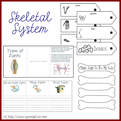 Anatomy Lapbook - Skeletal System