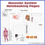 Anatomy Notebooking Pages