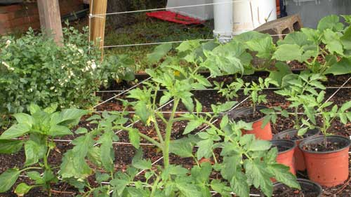 Tomatoes in the Garden Bed