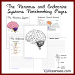 Nervous and Endocrine System Notebooking Pages