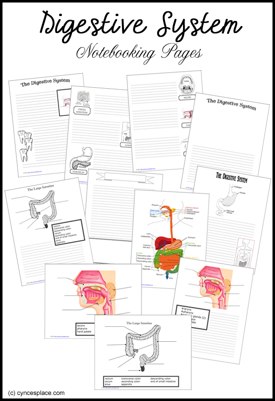 Digestive System Notebooking Pages