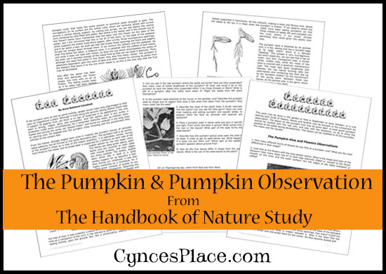 Pumpkin Selection and Observation