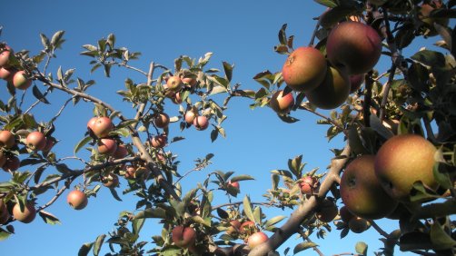 Apple Picking Time