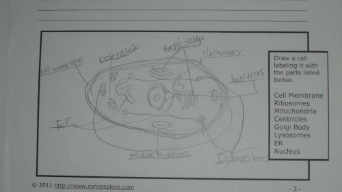 Donnie's Cell For Anatomy