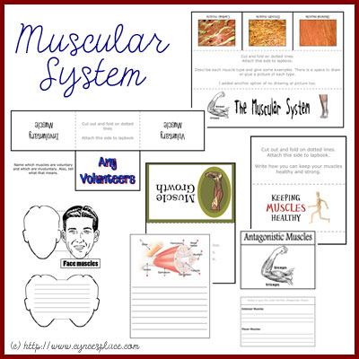 Anatomy Lapbook - Muscular System