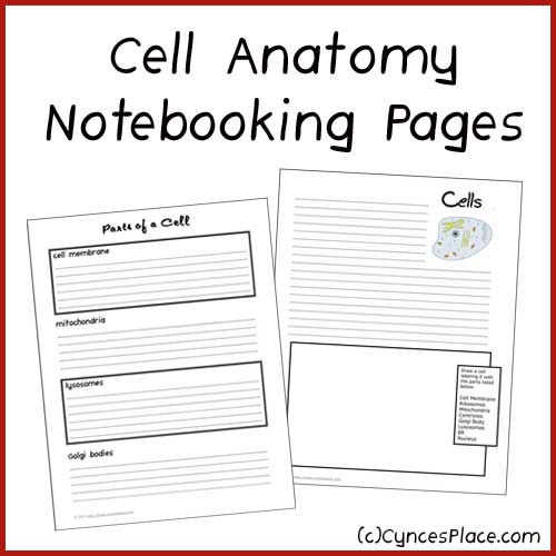 Cell Anatomy Notebooking Pages