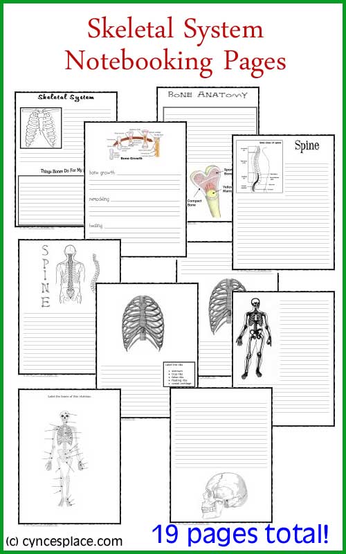 skeletal system notebooking pages
