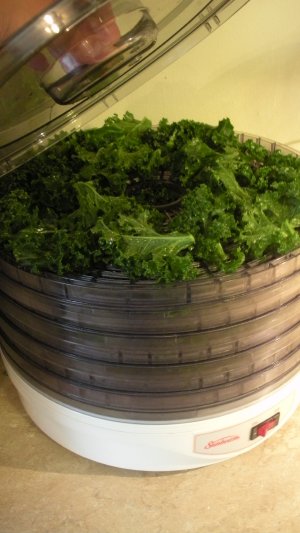 Adding kale chips to the dehydrator