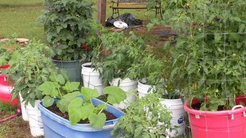 Container Gardening - tomatoes, squash
