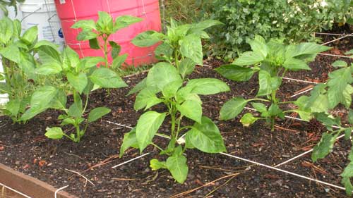 Bell Peppers