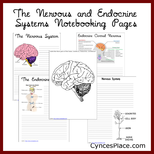 FREE Nervous System Notebooking Pages. 