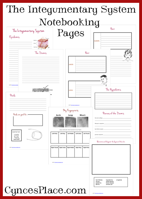 Integumentary System Notebooking Pages