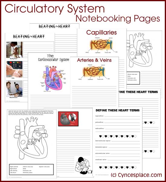 Circulatory System Notebooking Pages 