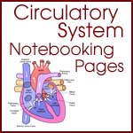 Circulatory System Notebooking Pages