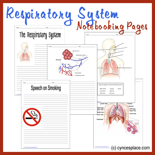 Respiratory System Notebooking Pages