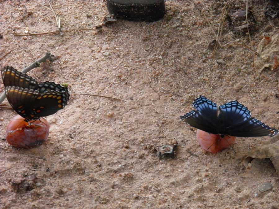 Red Spotted Purple Butterlies